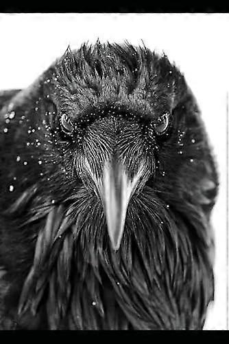 The raven's tide