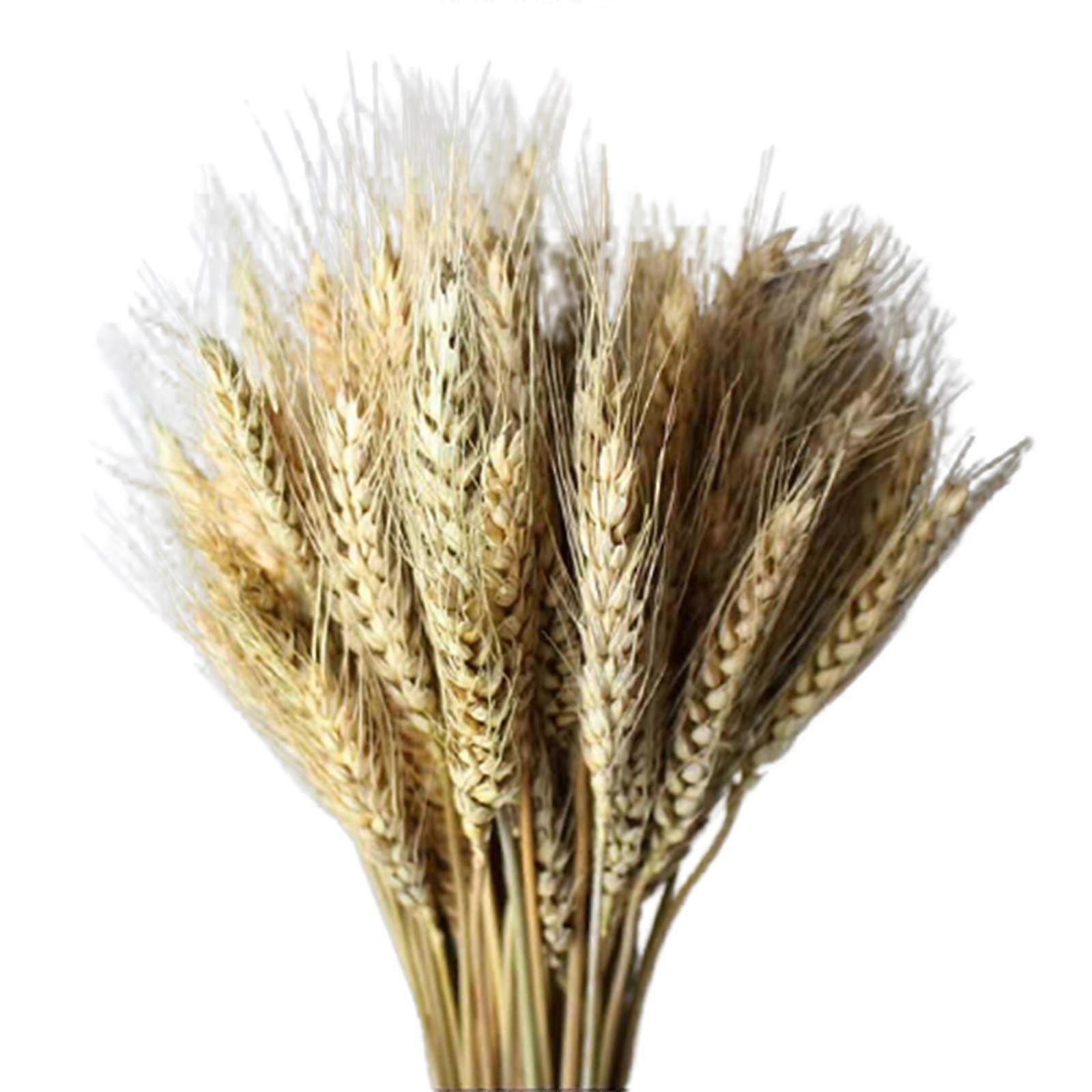 100pcs Natural Dried Wheat Stems