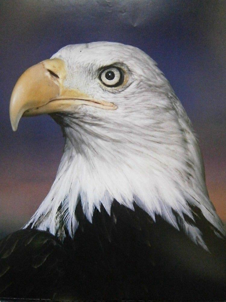 Jigsaw Puzzle Bald Eagle FOO1505