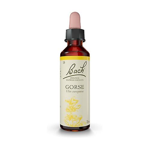 Bach 13 Gorse flowers (Gorse) 20 ml of floral elixir