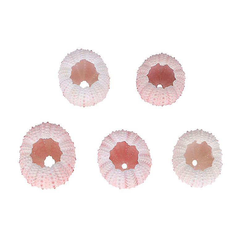 5pcs Sea Urchin Shells
