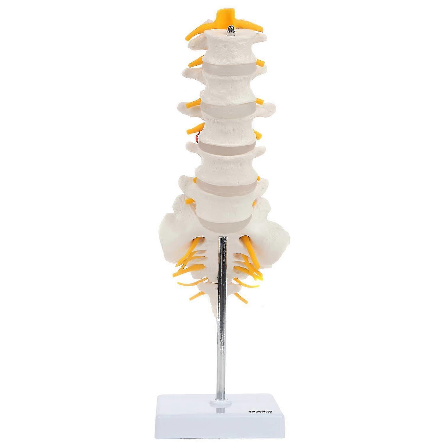 Lumbar Spine Anatomy Model With Sacrum And Spinal Nerves, Lumbar Vertebrae, Vertebral Model, Spinal Model Didactic Replica