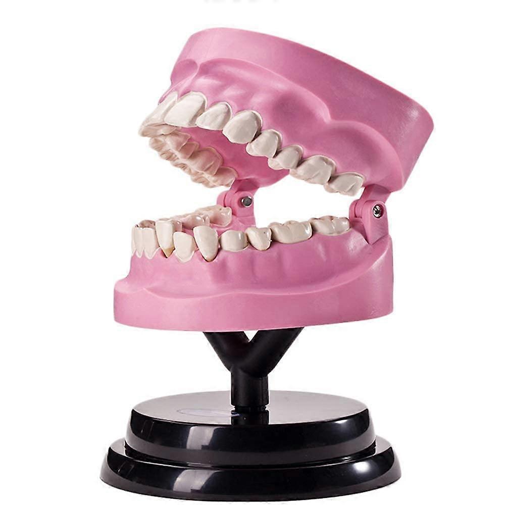 Dental Anatomy Model with Clear Human Tooth Structure for Classroom and Clinic Teaching Display
