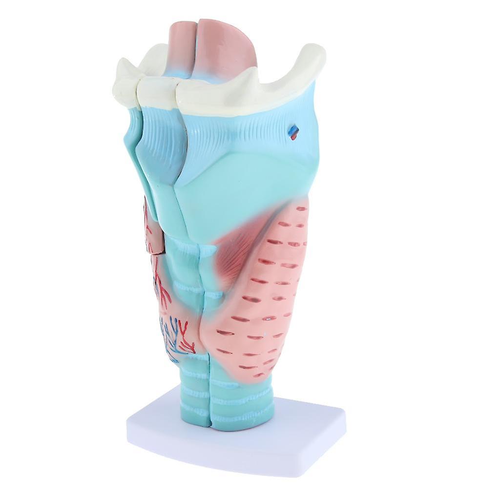 Vergroot humaan larynx anatomisch model