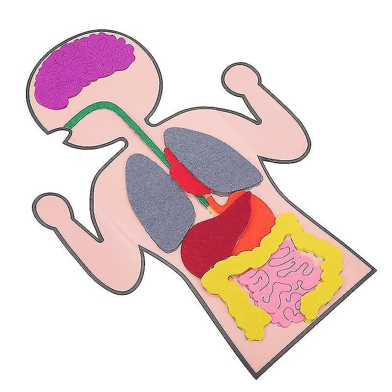 33.5X23x1cm Assorted Color Toy Craft Kits 3 Sets Of Creative Teaching Aids Human Organs Models Cogni