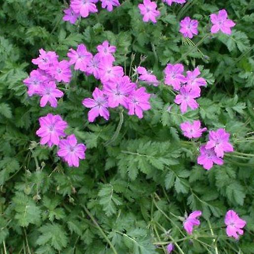 Erodium Manescavii. ™Čapí účet.