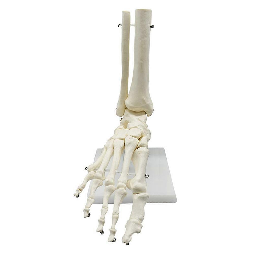 1:1 Human Skeleton Foot Anatomy Model Foot and Ankle with Anatomical Model Anatomy Teaching Resourc