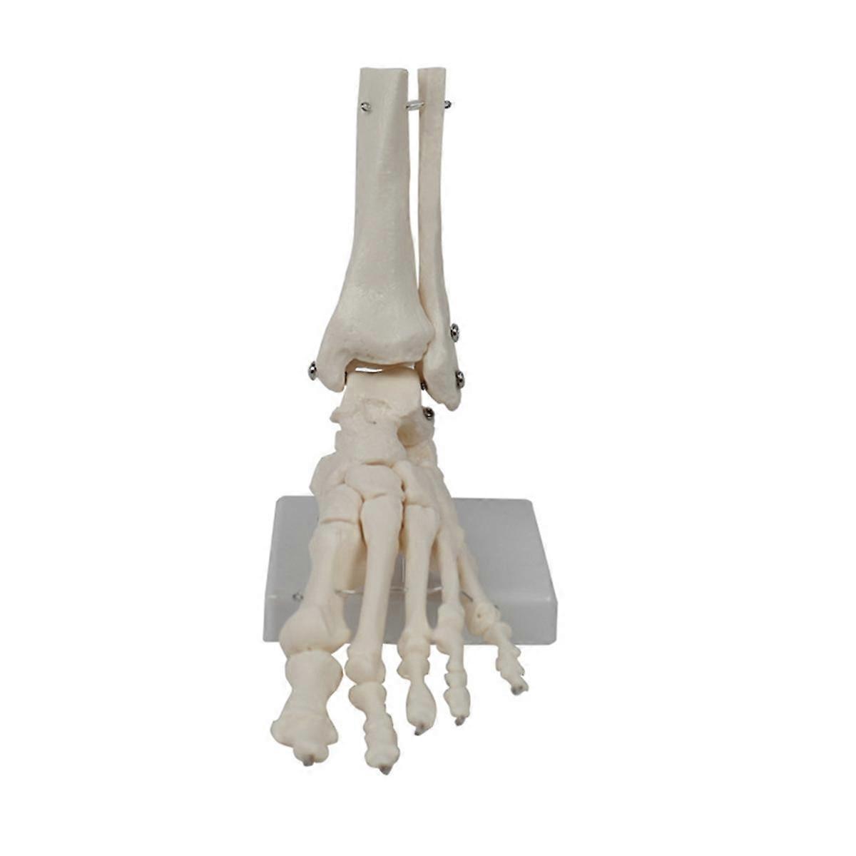 Foot Joint Model, Human Anatomy Model, Life Size, Foot Anatomy Model, Human Skeleton Model Teaching
