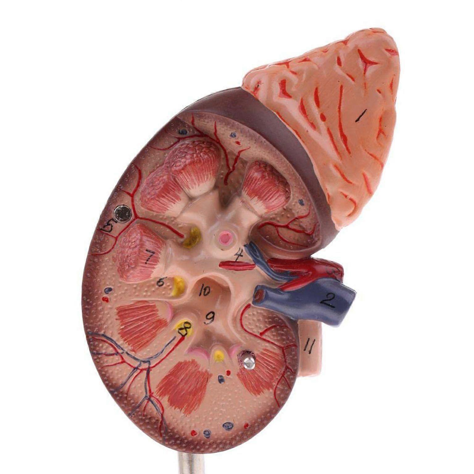 腎臓モデル ヒト腎臓モデル ヒト腎臓解剖学モデル 腎臓解剖学