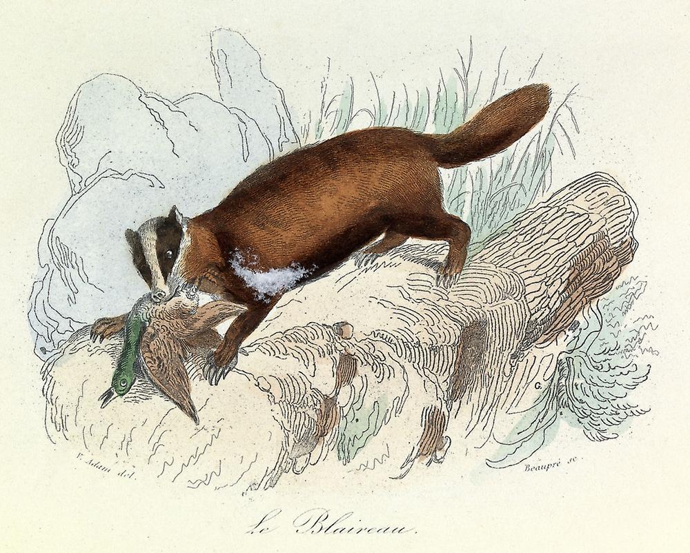 Engraving Poster