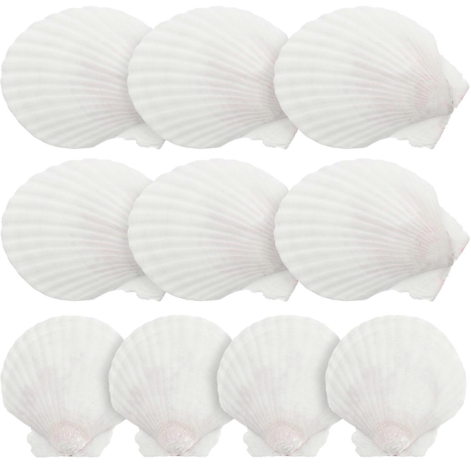 10pcs White Scallops Shell Seashells Large Natural Shell Embellishment Craft Material