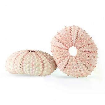 5cm-6cm Sea Shell Conchiglia Ornamento Fai Da Te Decorazione Domestica Fai Da Te Regalo di Compleanno Conchiglie d'Aria Ricci Da Spiaggia Succulento Acquario Fish Tank Decor