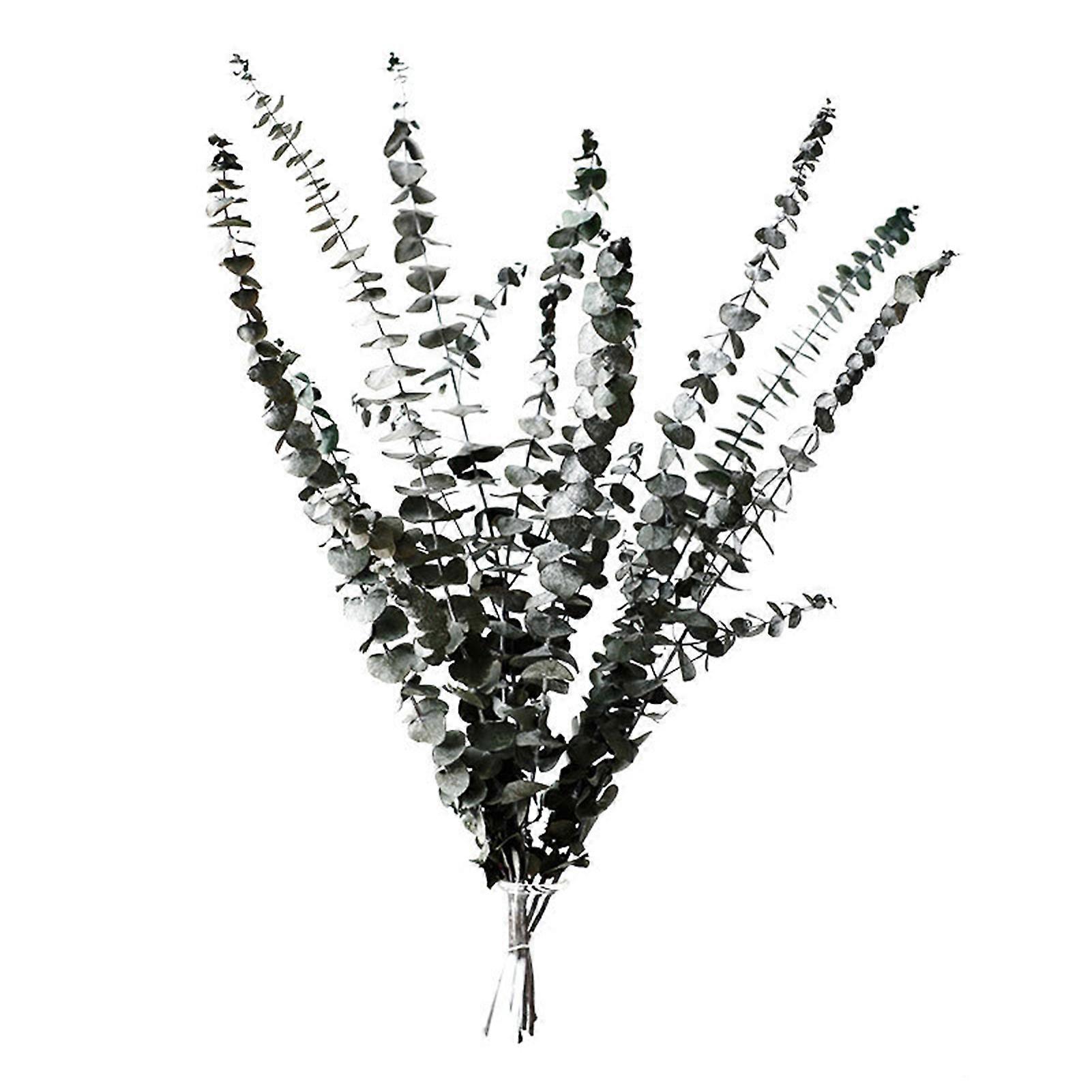 Dried Eucalyptus Globulus Stems Preserved Eucalyptus Branches for DIY Flower Arrangements Wedding