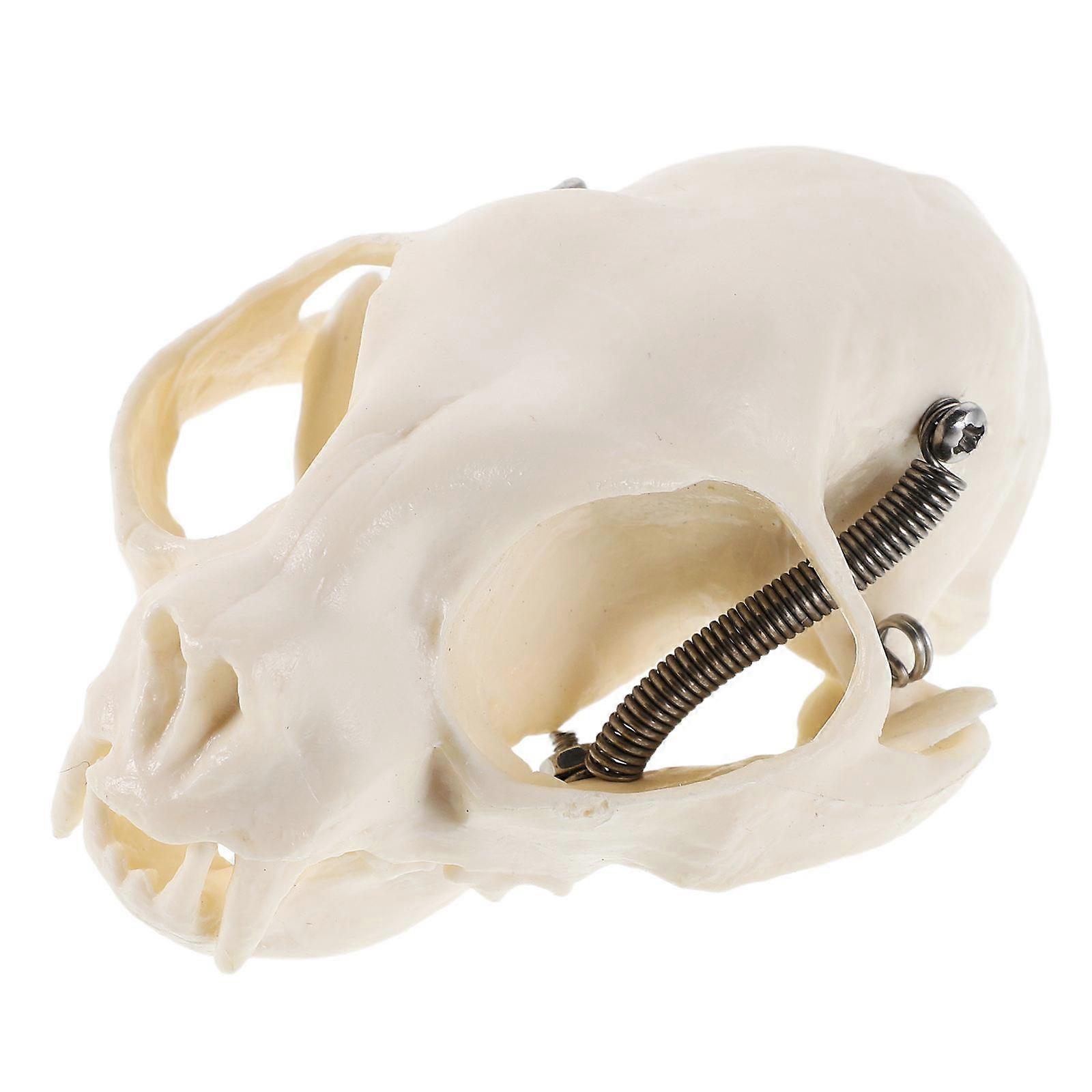 The **Authentic Cat Skull Anatomy Model** is a highly detailed and realistic anatomical designed for educational purposes and display. Whether you're