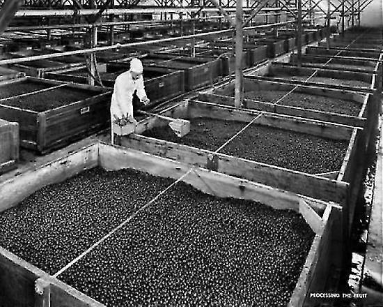 Manual Worker Examining Olives In A Factory, Lindsay, California, Usa Poster