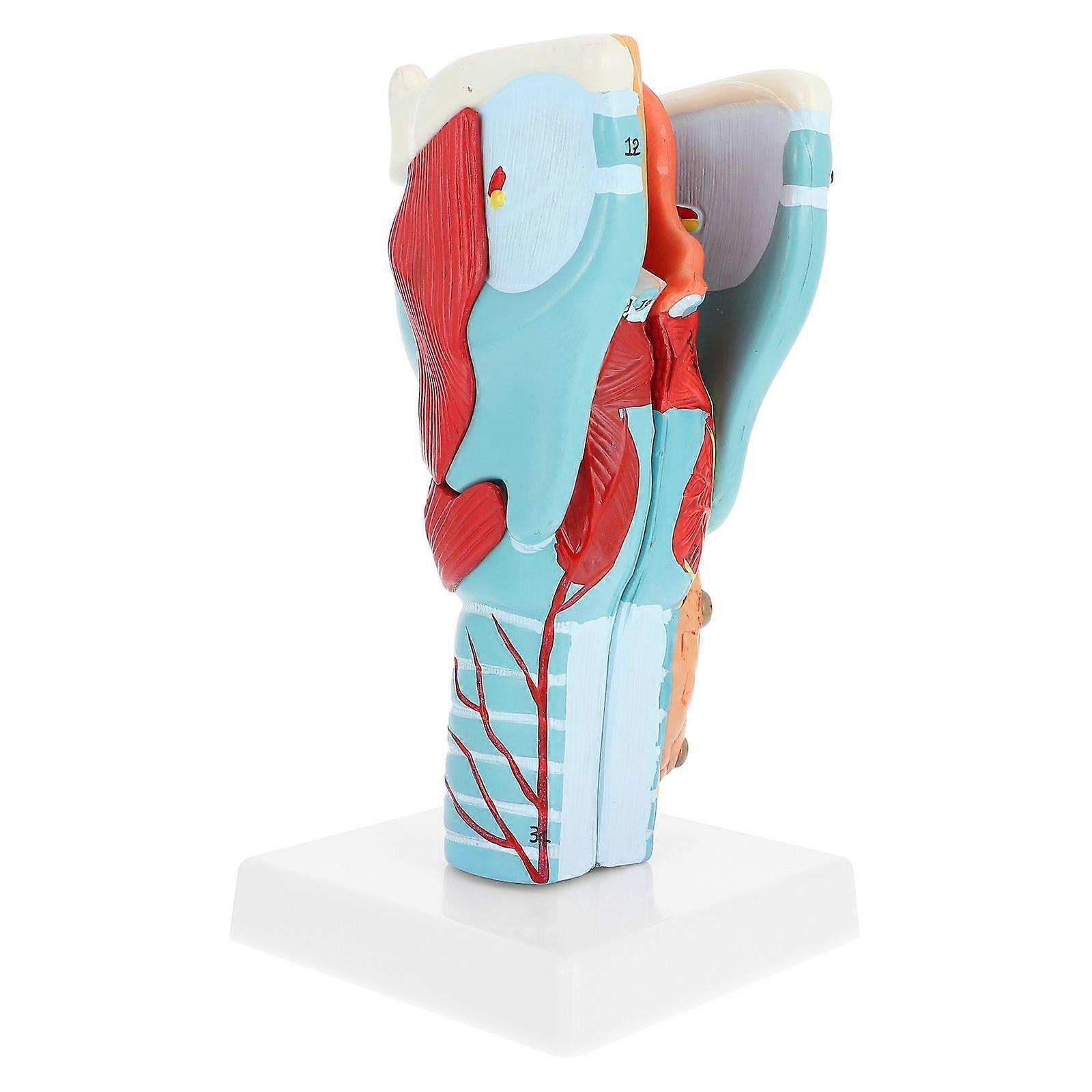 Human Throat Model PVC Anatomy Teaching Model for Medical Education