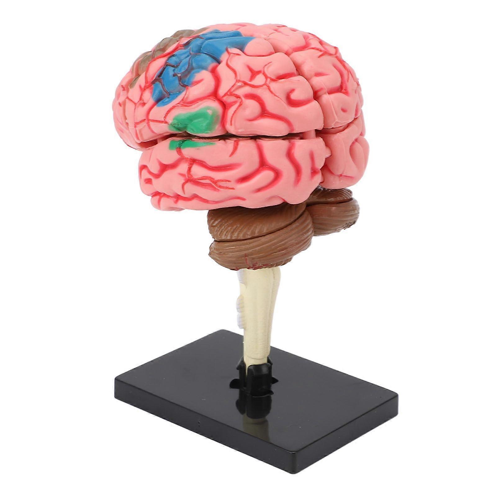Detachable Human Brain Anatomy Model with Base, Accurate Structure Educational Teaching Tool for Neuroscience