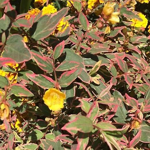 Hypericum Tricolor. Pestrá růže Sharon.