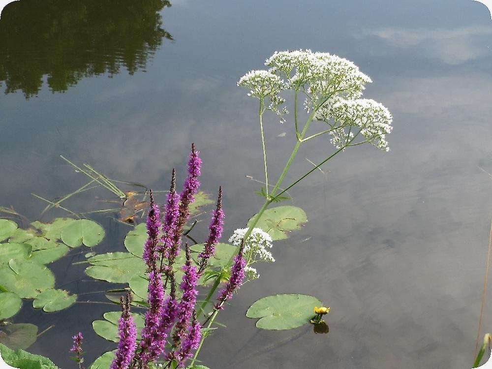 Gele Paardebloemen, Gemeenschappelijke Taraxacum, in De Tuin Stock