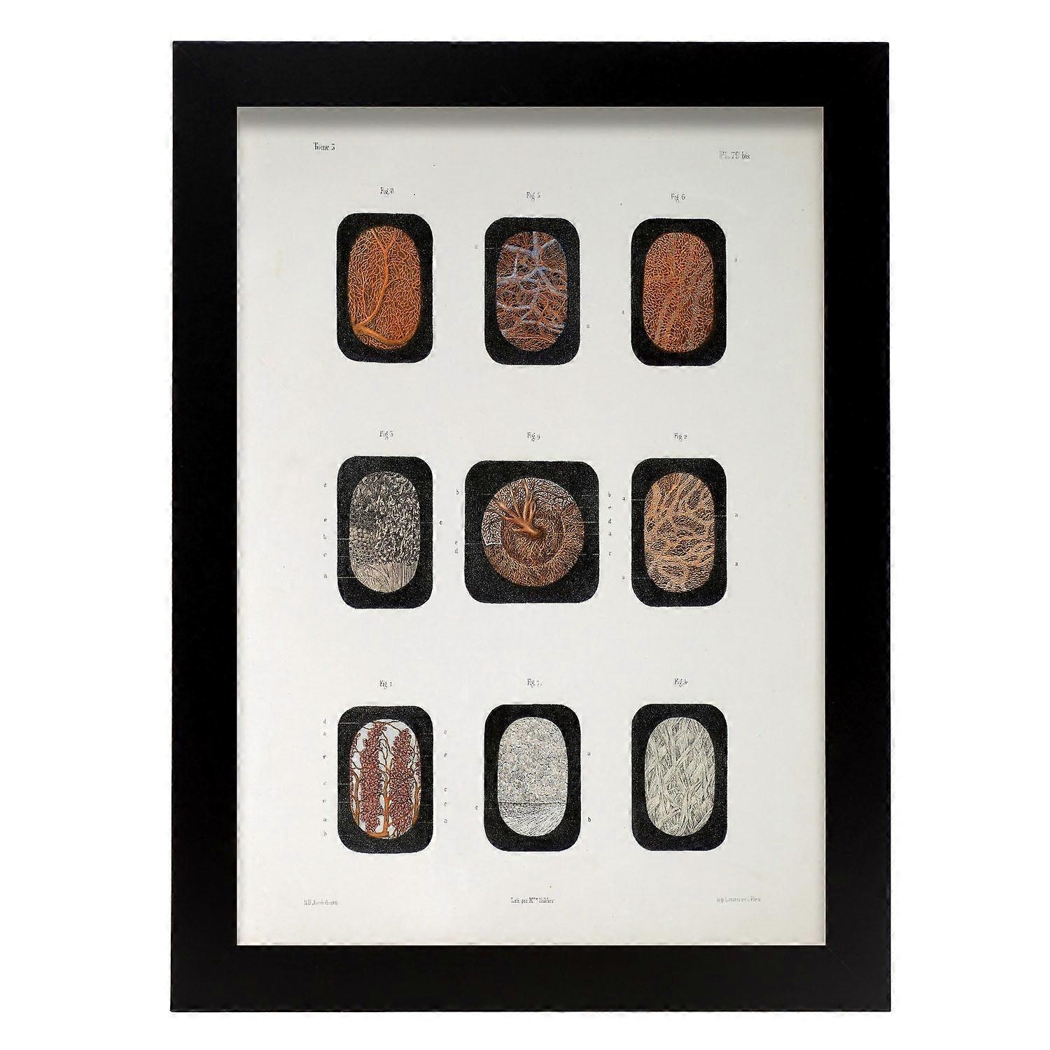 Feuille oculaire disséquée au microscope