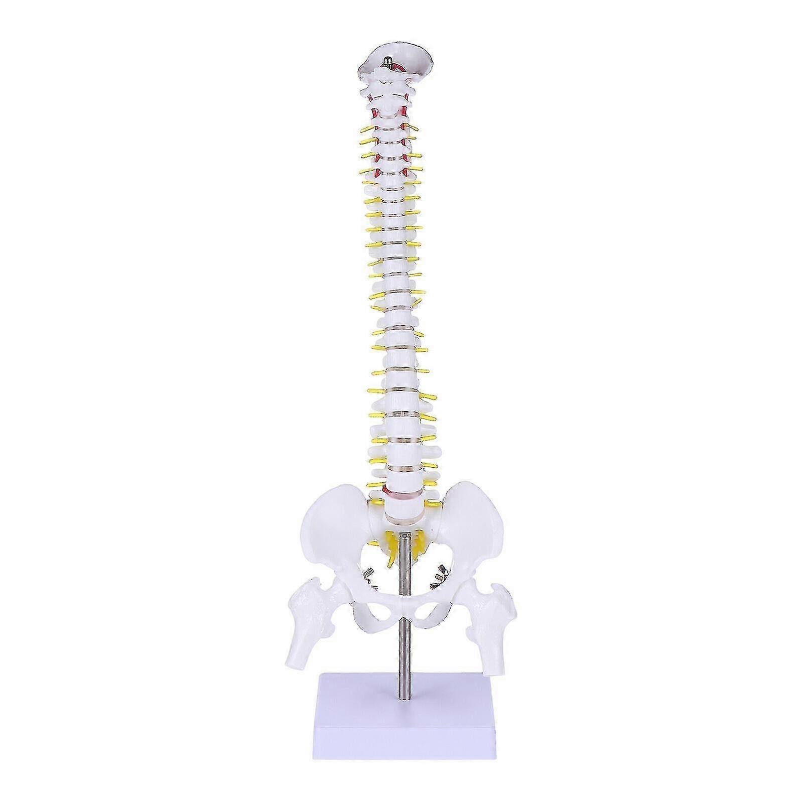 1pc Human Spine Model Human Bone Tailbone Pelvis Model For Medical Training