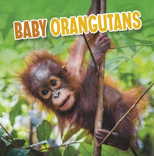 Baby Orangutans by Martha E. H. Rustad Paperback Book