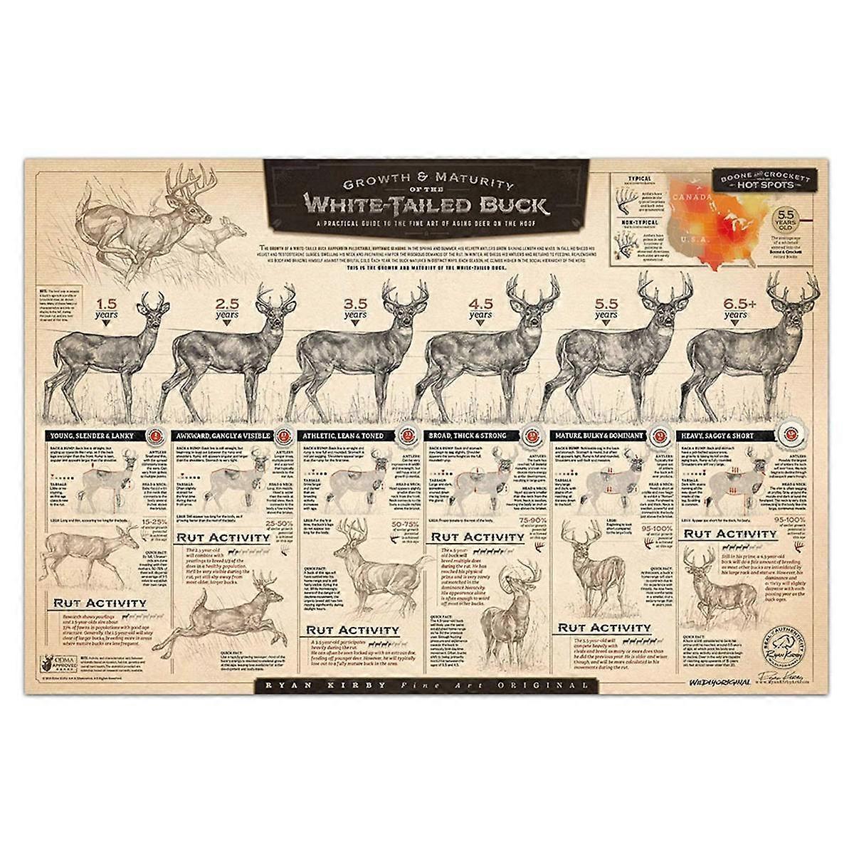 "The Growth and Maturity of the White-Tailed Buck" Paper Prints A