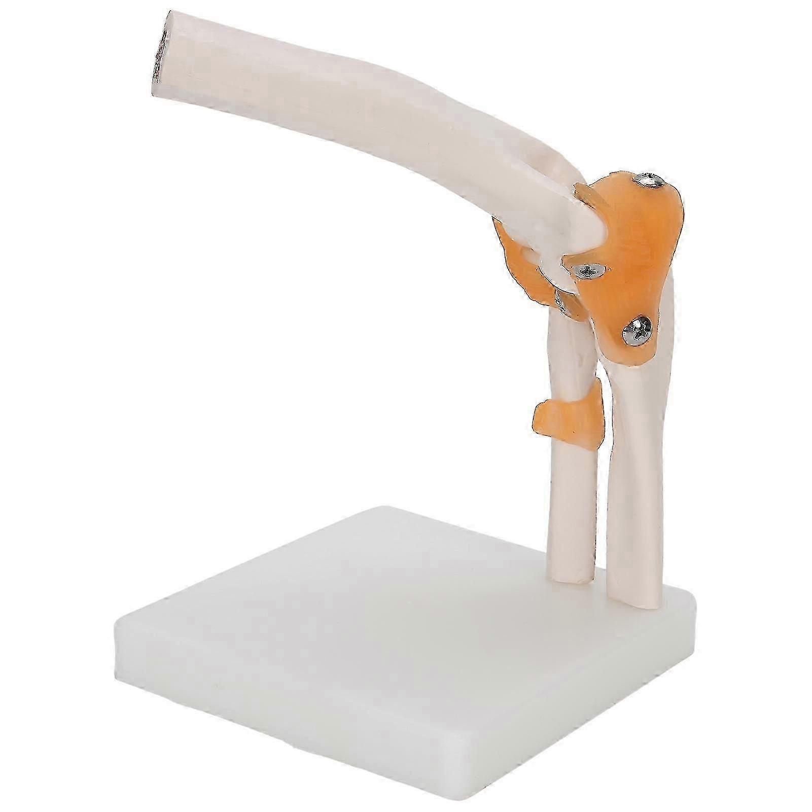 Elbow Joint Model Life Size Accurate Skeleton for Study Display Teaching)