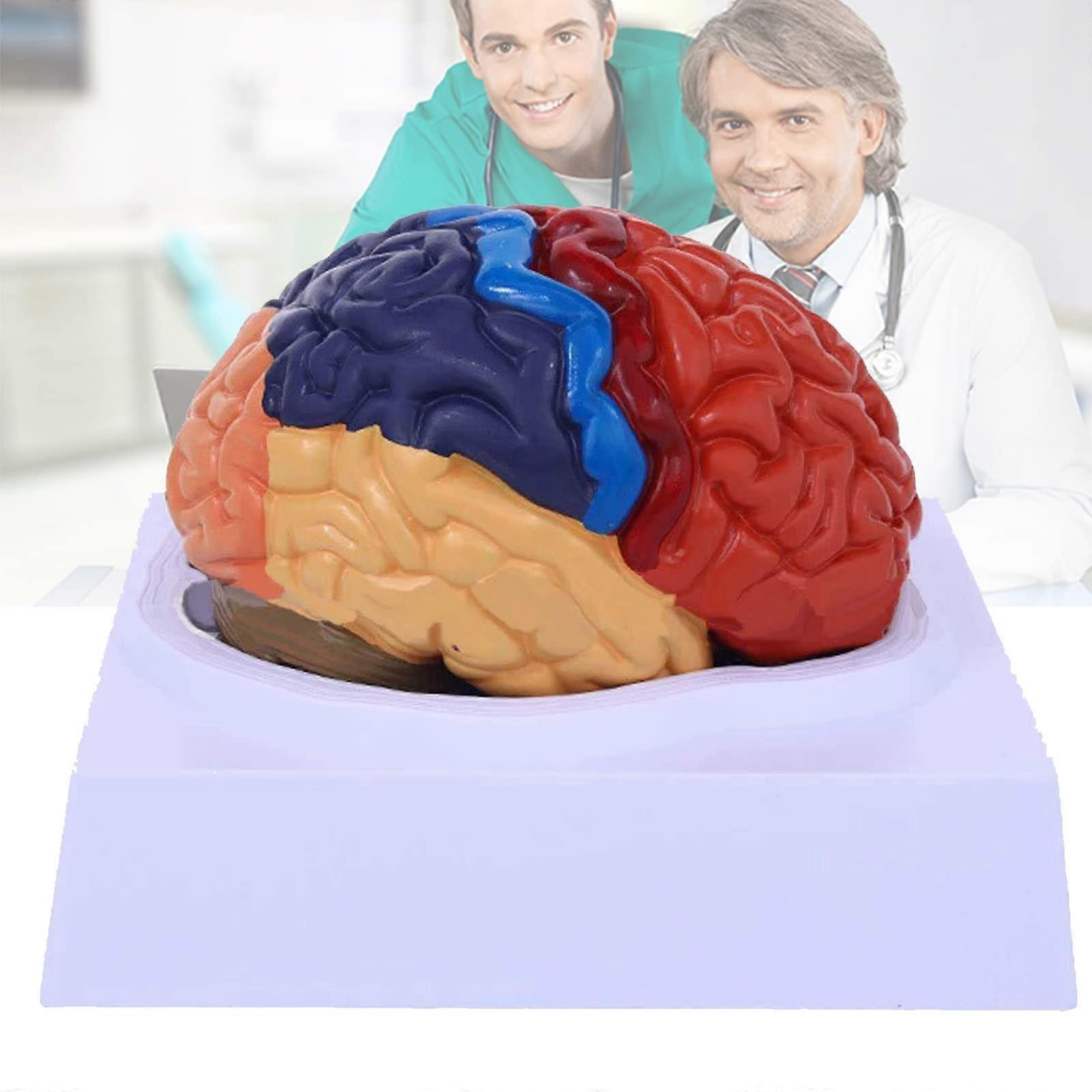 Life Size Human Brain Model ColorCoded Anatomical 2Part Design with Sturdy Display Base