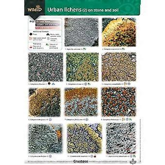 Guide til vanlige urbane lav: Del 2: På steiner og jord
