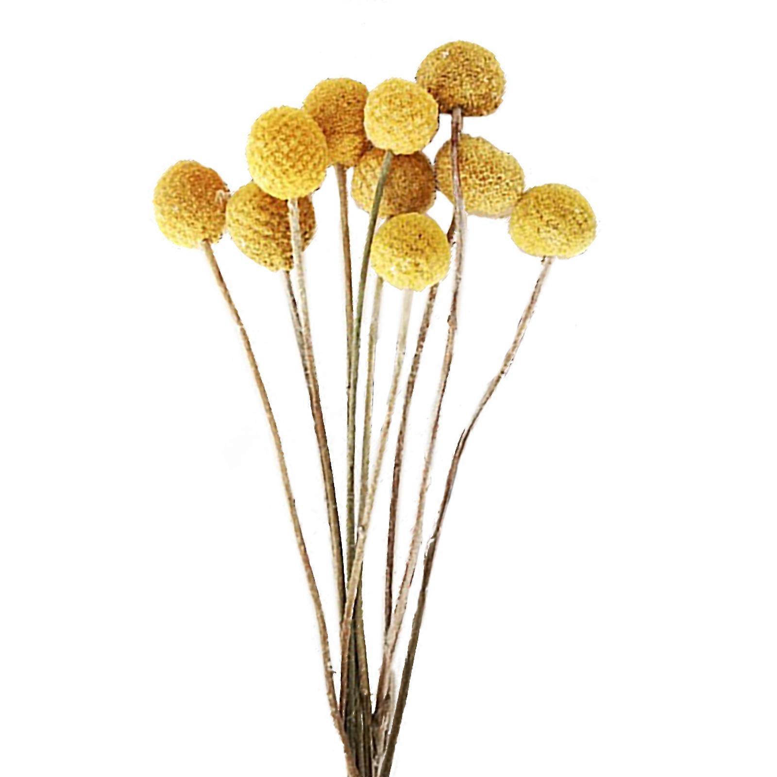 Künstliche Craspedia-Blume