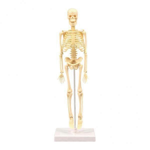 2-5pack Human Skeleton Model Education Display Skeleton