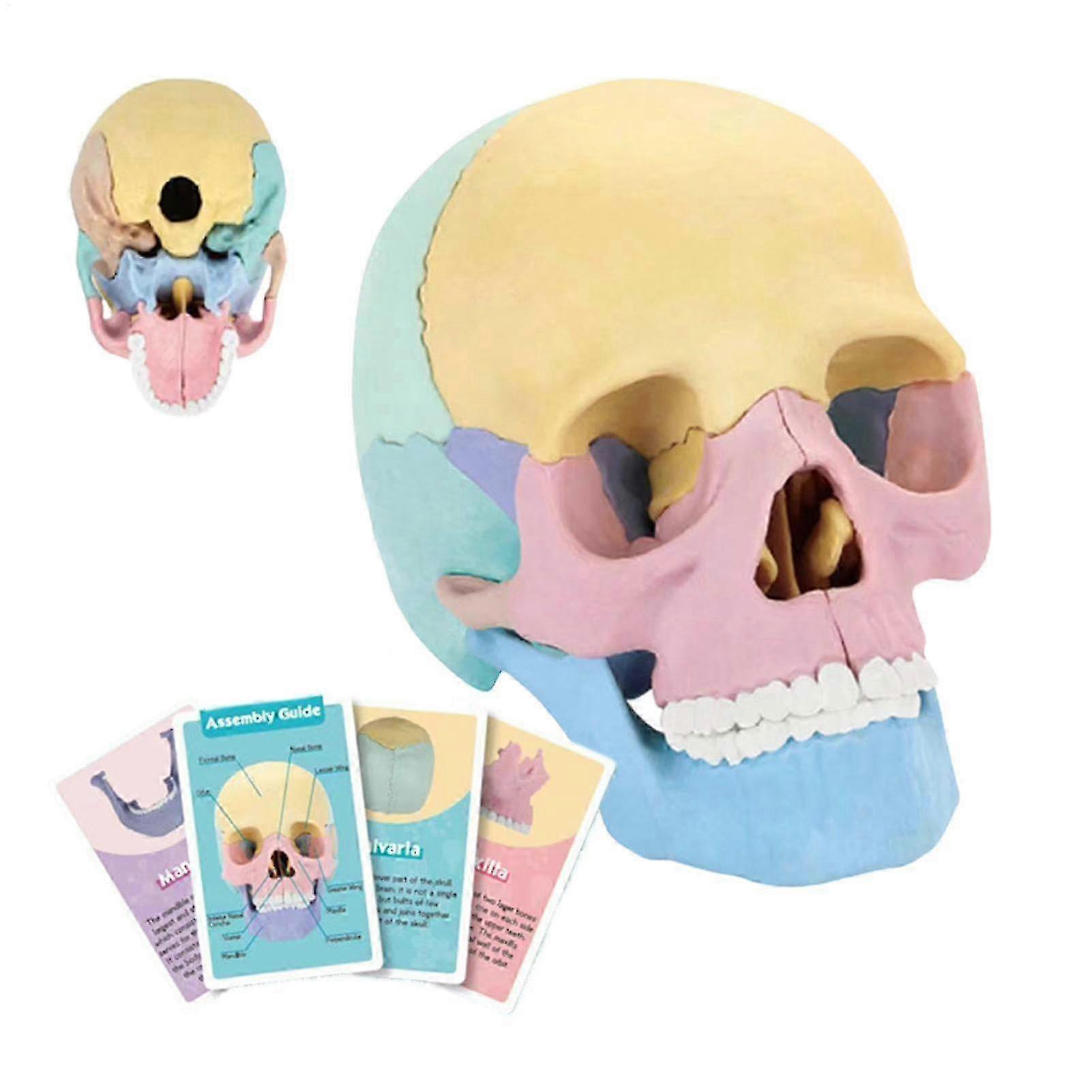 Skull Model, Detachable Skull Model, Colorful Skeleton Toy, Human Skull Head Model