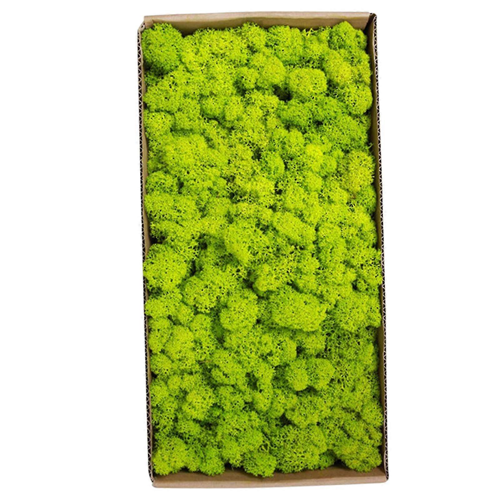 26-27 Preserved Moss Bulk 500g Cute Micro Landscape Wall Decor Props