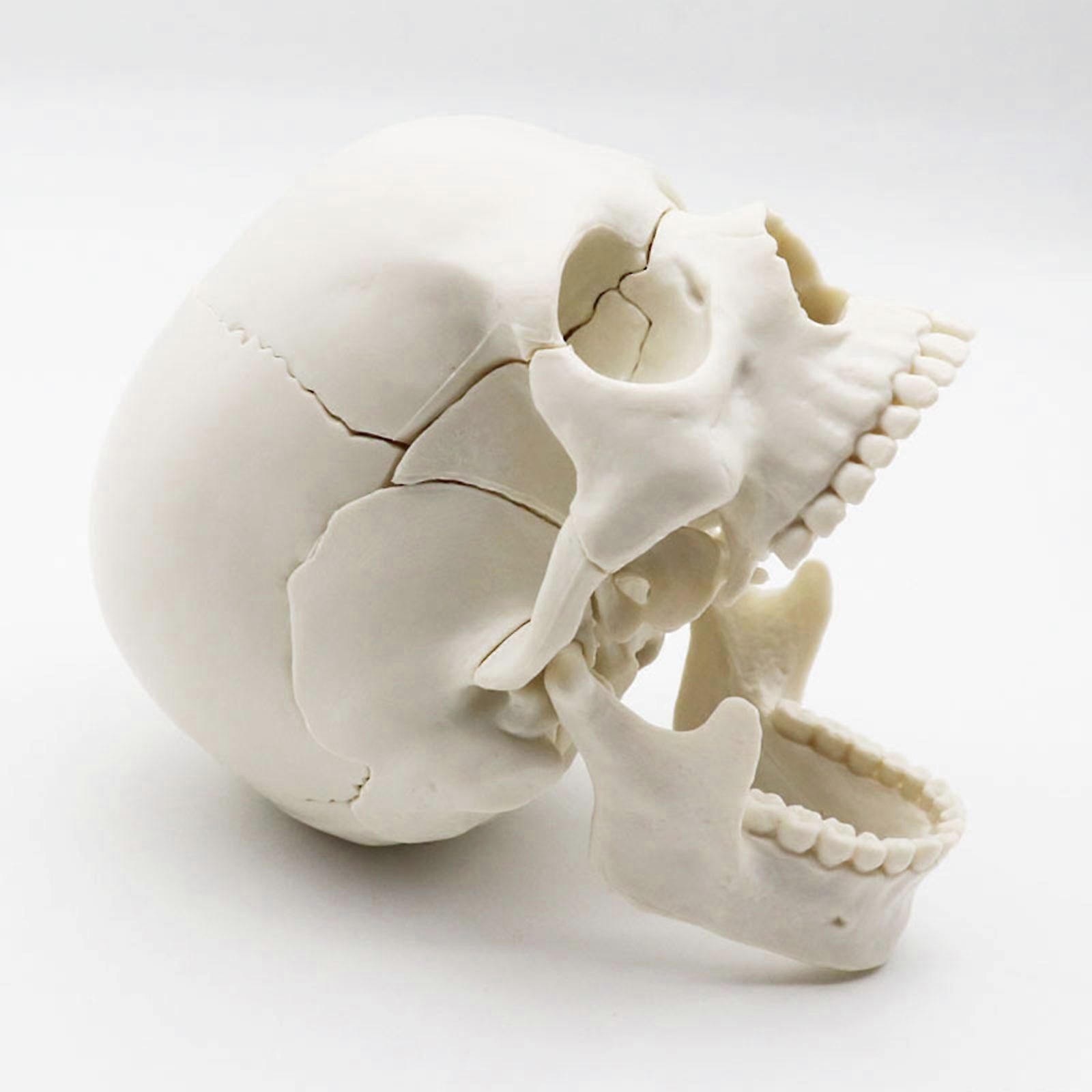 Earlywish Arts - Modello Cranio Umano In Resina 1:2 - Replica Anatomica Realistica Per Medici, Studio D'Arte E Disegno - 10x7x8 Cm - 4