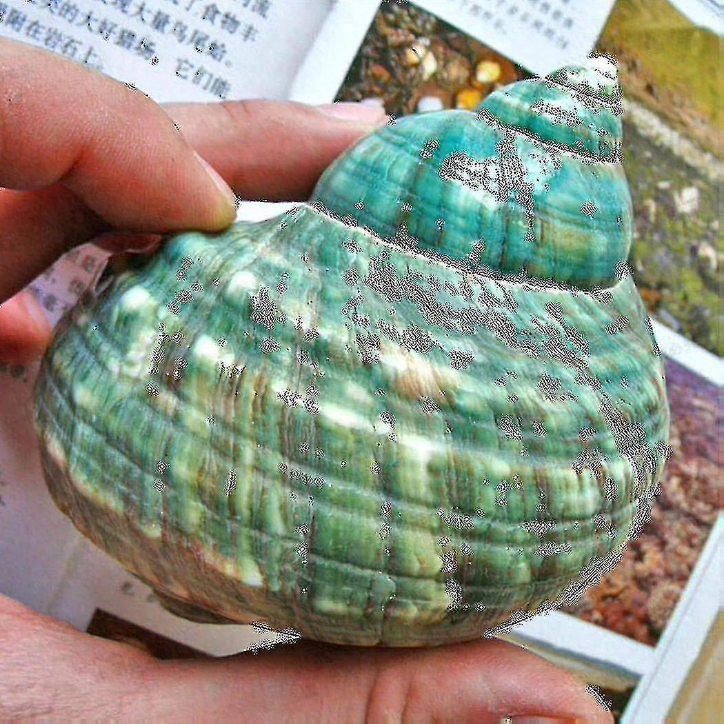 1x 10cm Green Turbo Natural Rare Real Sea Shell Conchiglia & 50pcs Shopping Borsa di plastica portatile a mano Tr