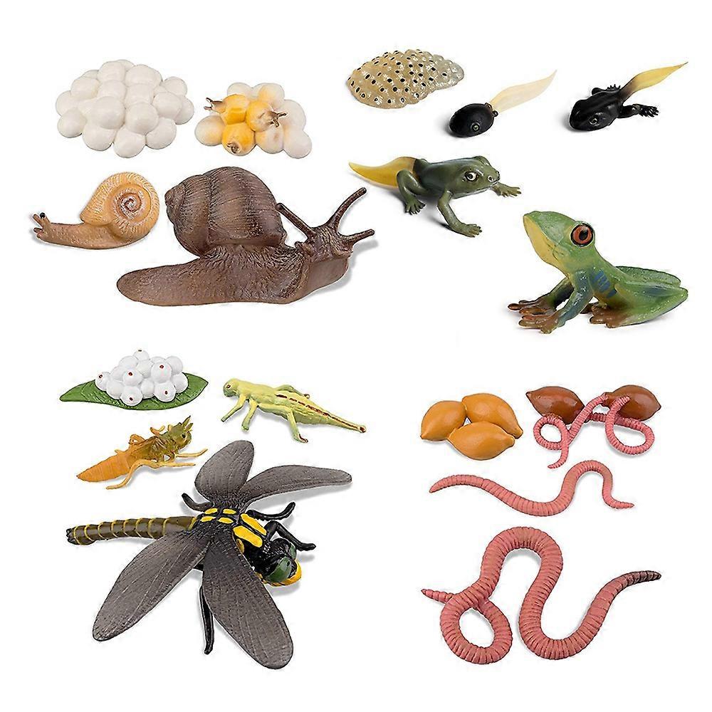 Life Cycle of Frog Snail Earthworm Dragonfly, Egg Tadpole to Frog
