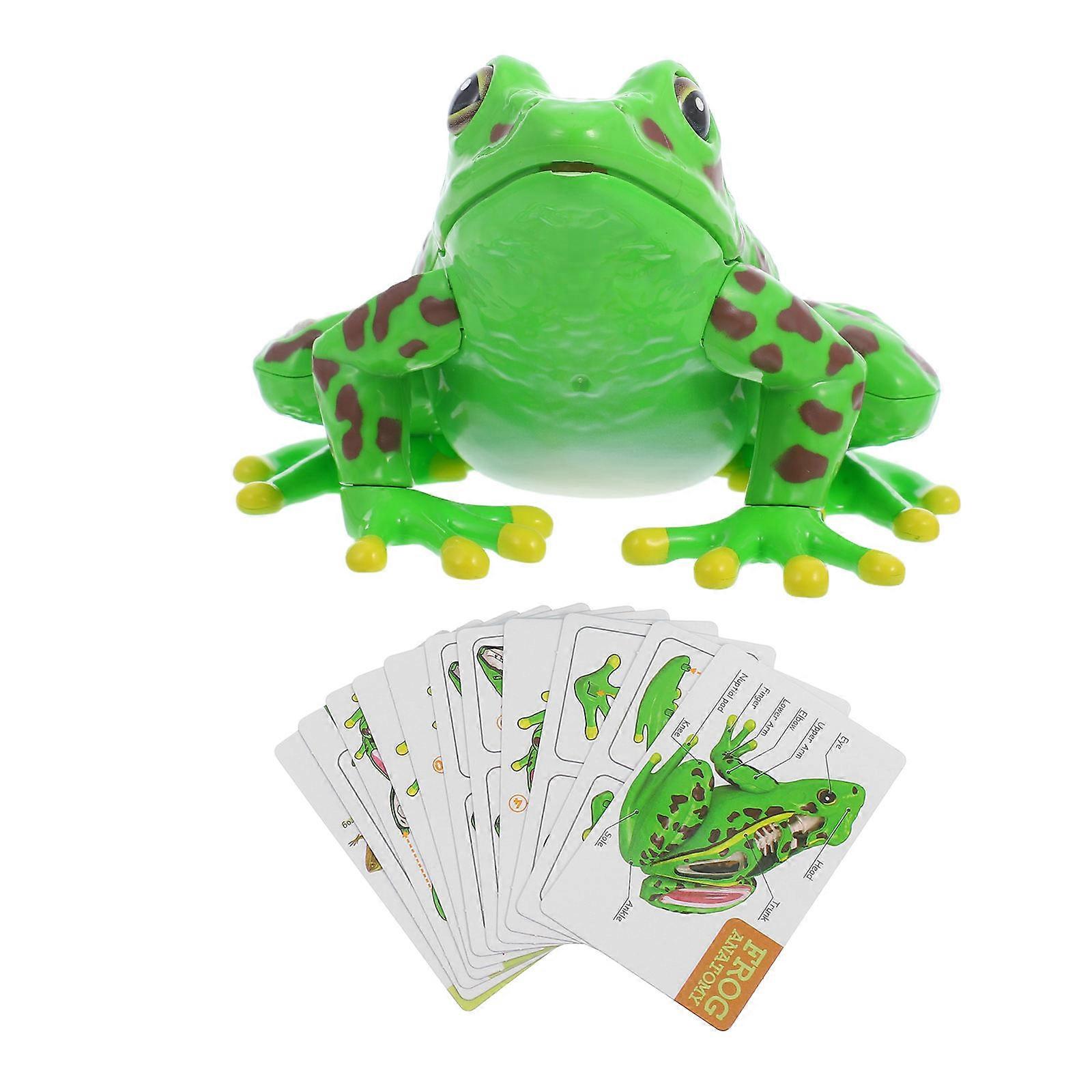 Realistic Frog Model for School Learning with Interactive Dissection Kit