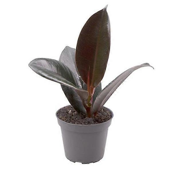 Ficus elastica 'Robusta' Ø6cm