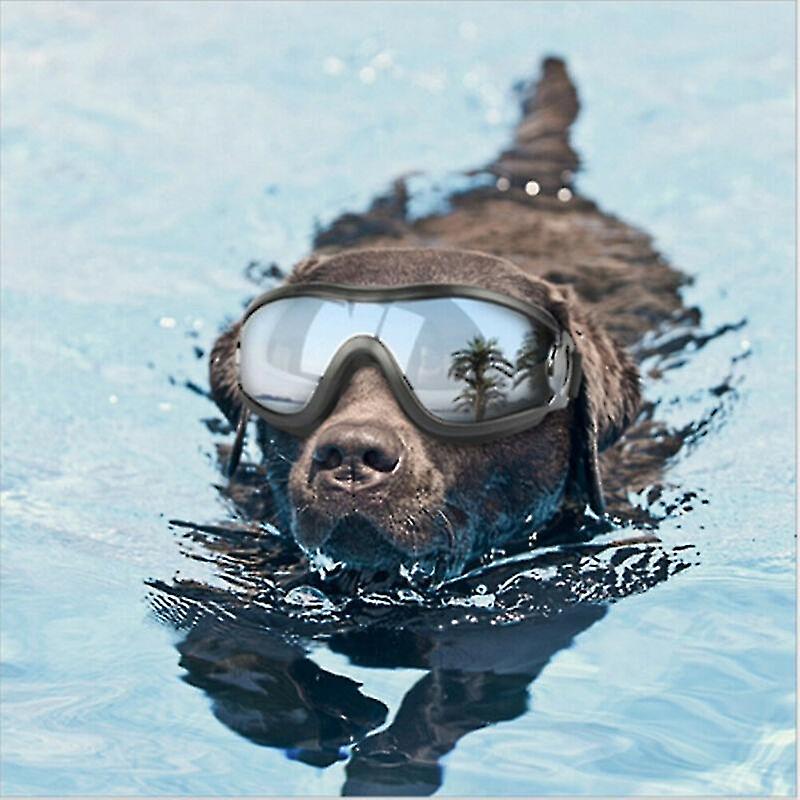 All- Dog Goggles