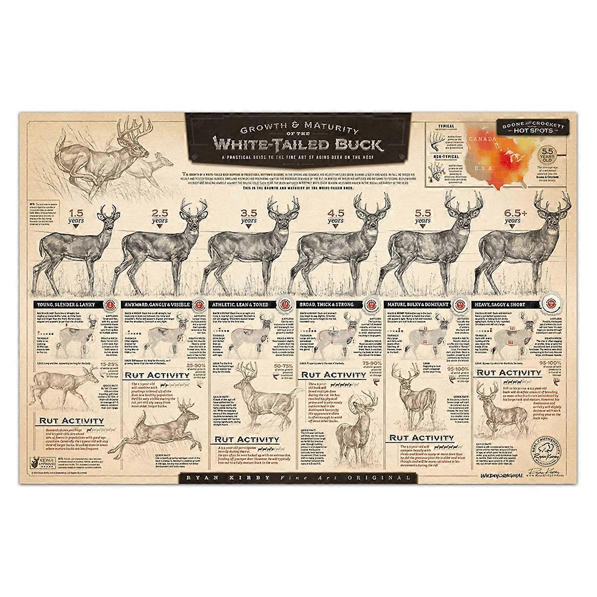 "The Growth and Maturity of the White-Tailed Buck" Paper Print C