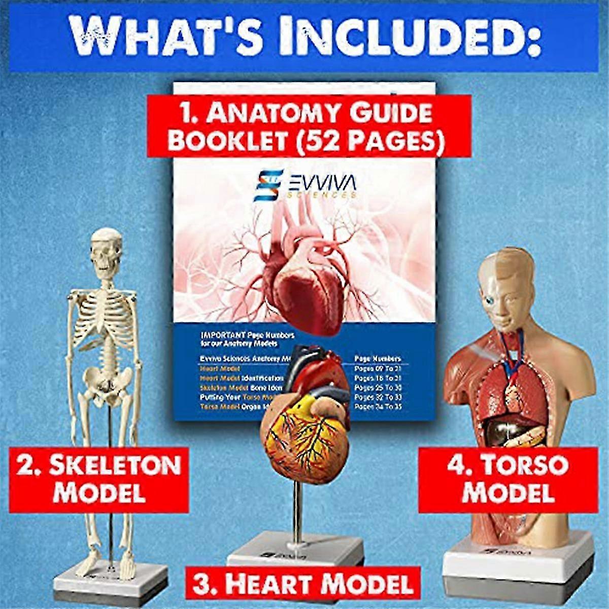 Human Heart,Torso and Skeleton Model- Hands-on 3D Model Learning Tool