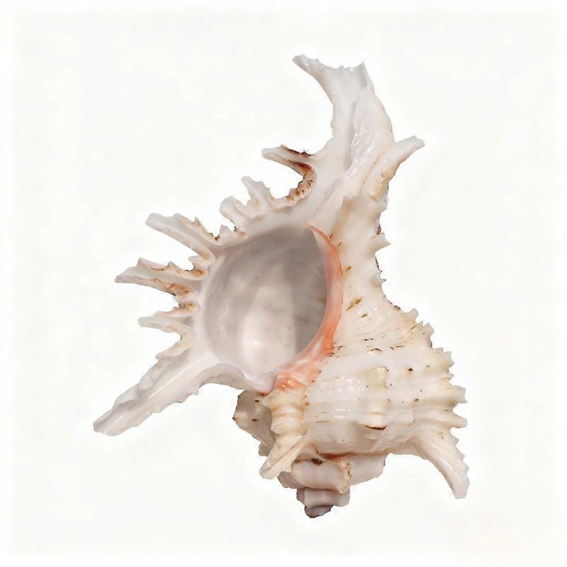 Natural Spiny Murex Seashell For Aquarium Decoration