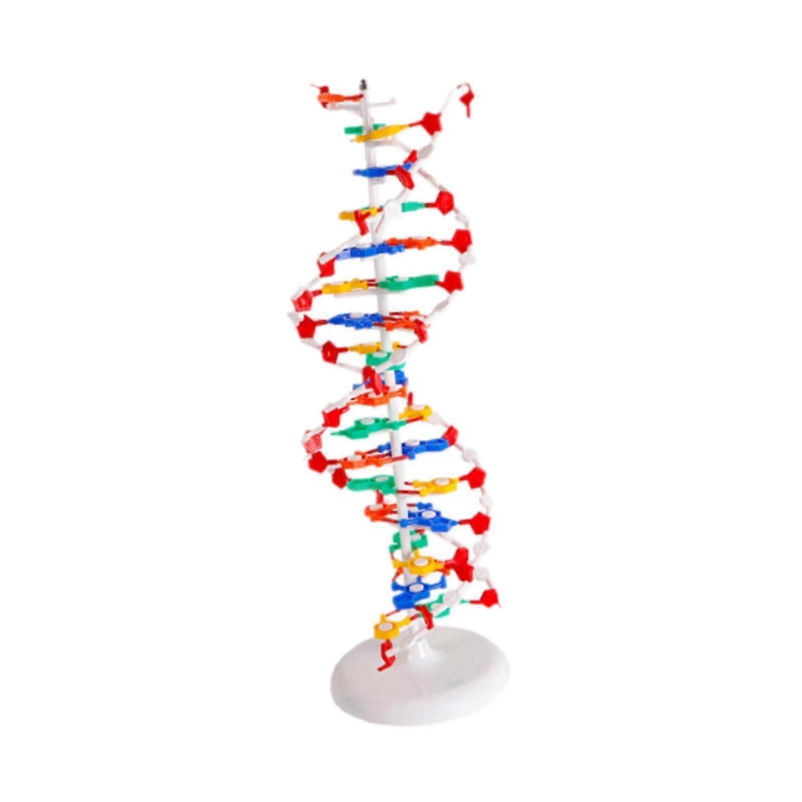 Podwójny model HELIX Profesjonalne modele struktur Nauczanie biologiczne