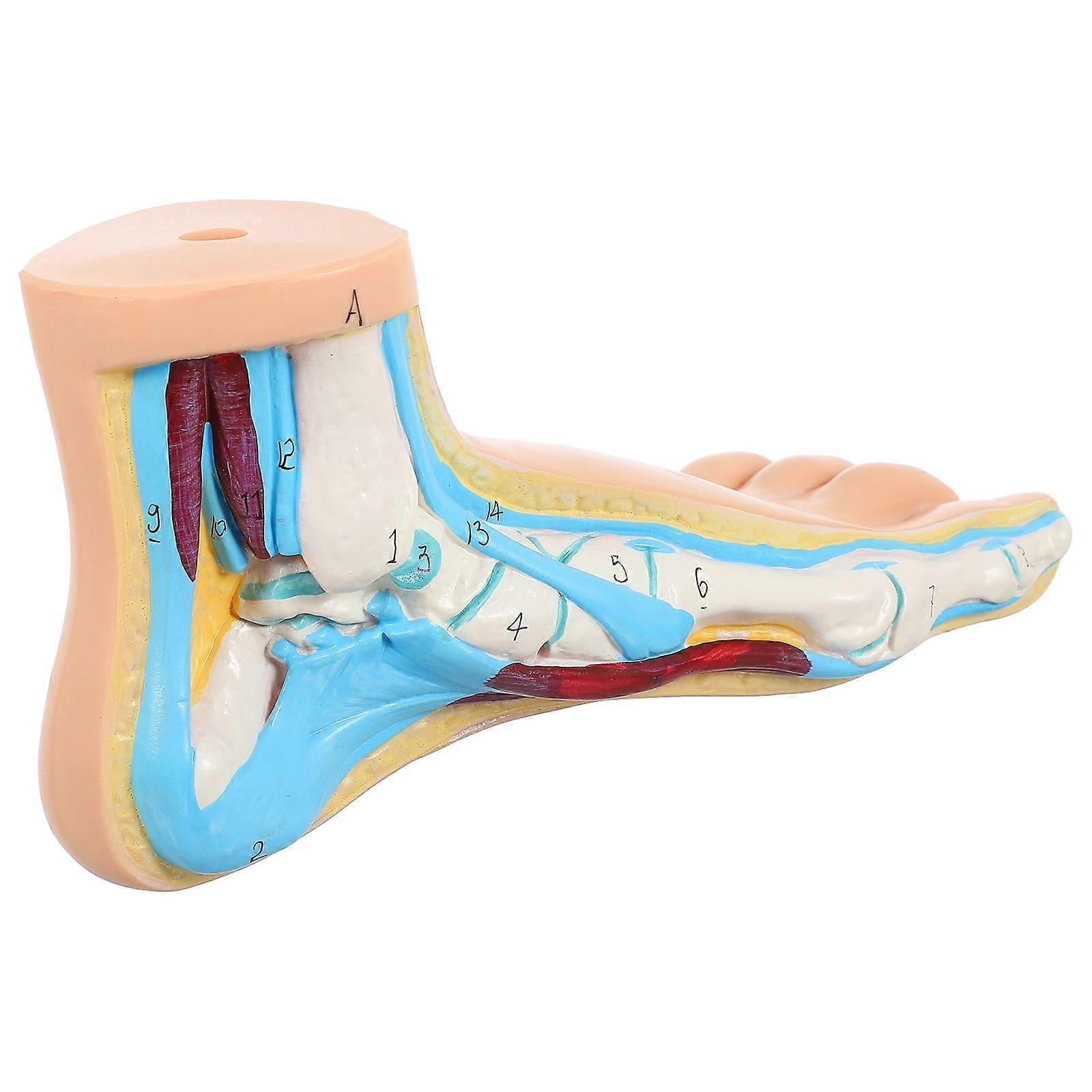 Anatomical Human Foot Model in Vinyl for Anatomy Teaching in Laboratories and Educational Institutions – Creative Foot Structure Display