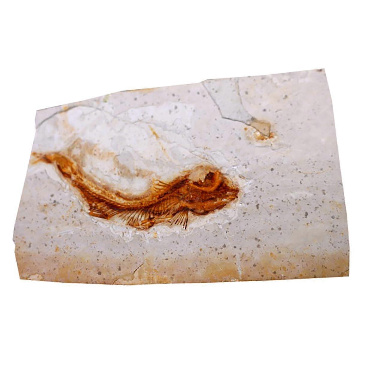 Paleontology Fish Specimen Educational Adornment for Science Labs Home Decor Random Style Smooth Surface Safe Material for Learning Creativity