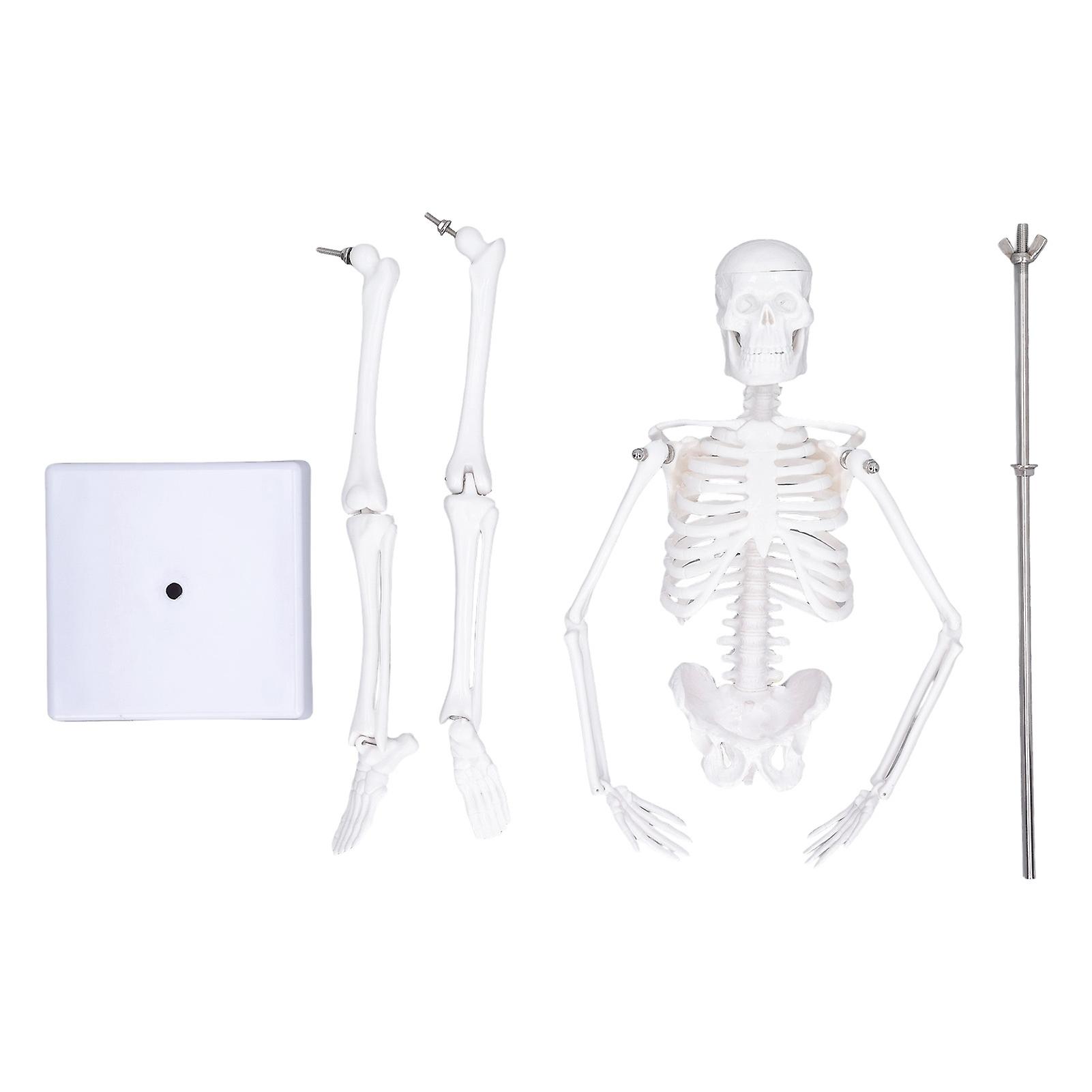 45cm Mini PVC Human Skeleton Bone Structure with Movable Arms, Legs and Stand