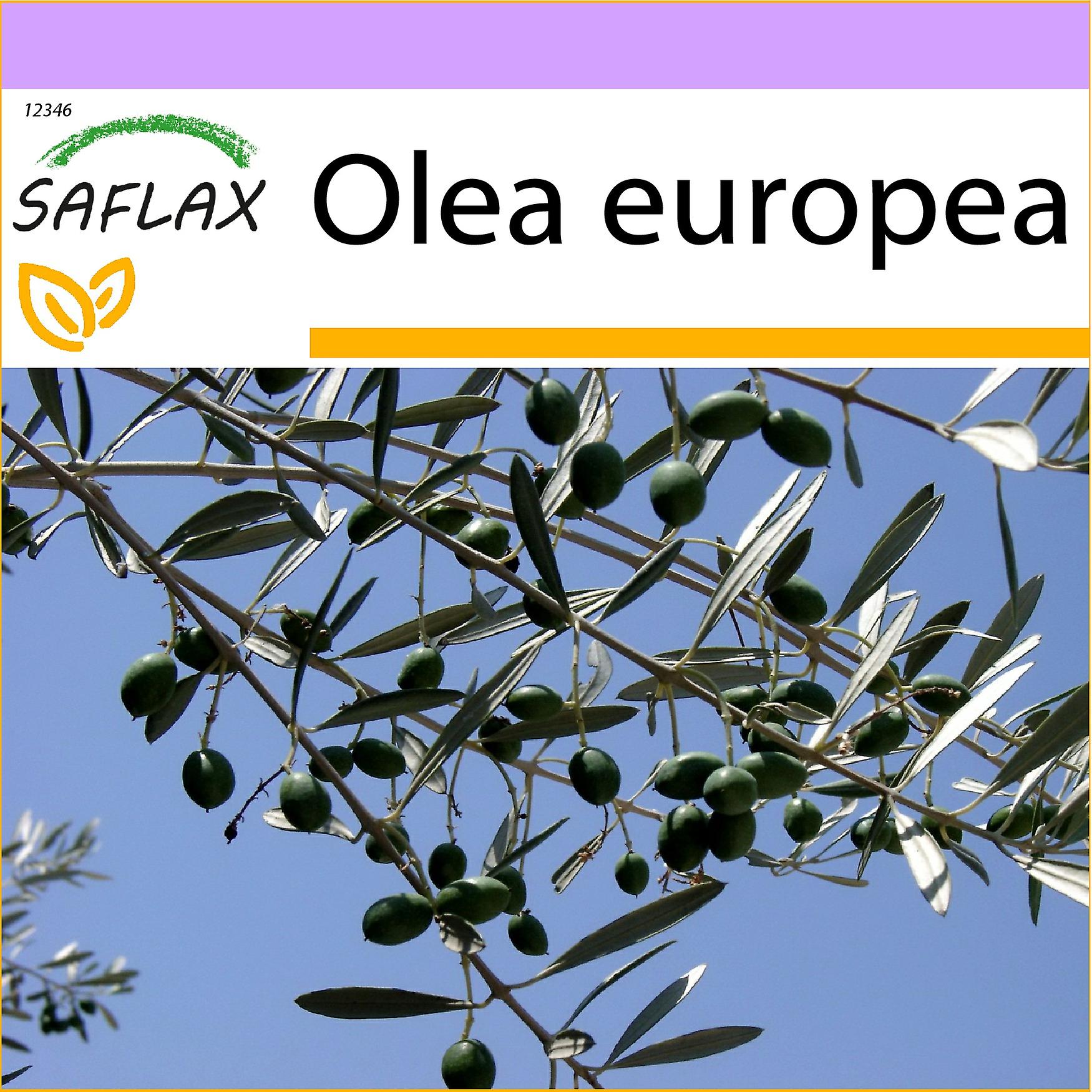 Saflax - 20 seeds - Common Olive - Olivier - Olivo - Olivo - Ölbaum