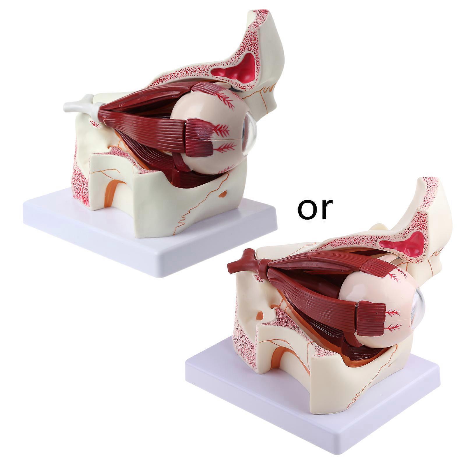 3 Times Human Eyeball and Eyelid Skeleton Model Orbit Anatomical Study Display f
