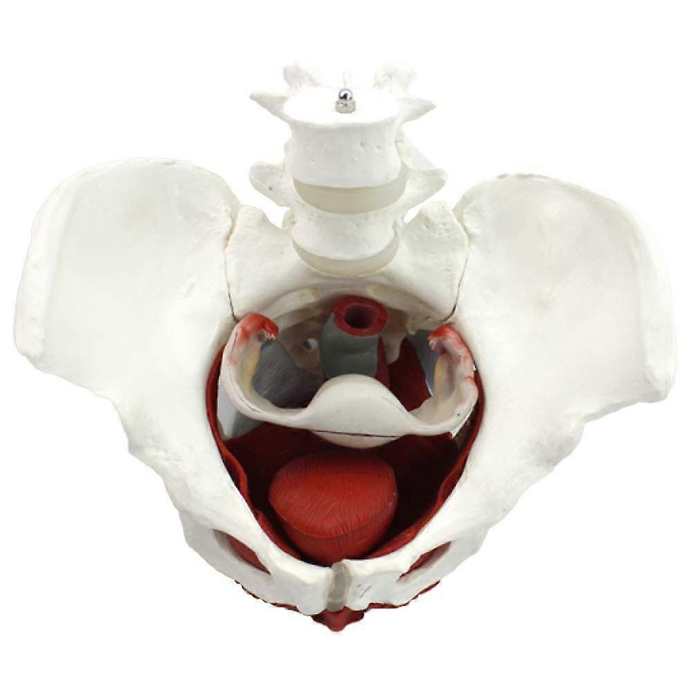 Female Pelvis and Perineum Model with Removable Organs for Teaching